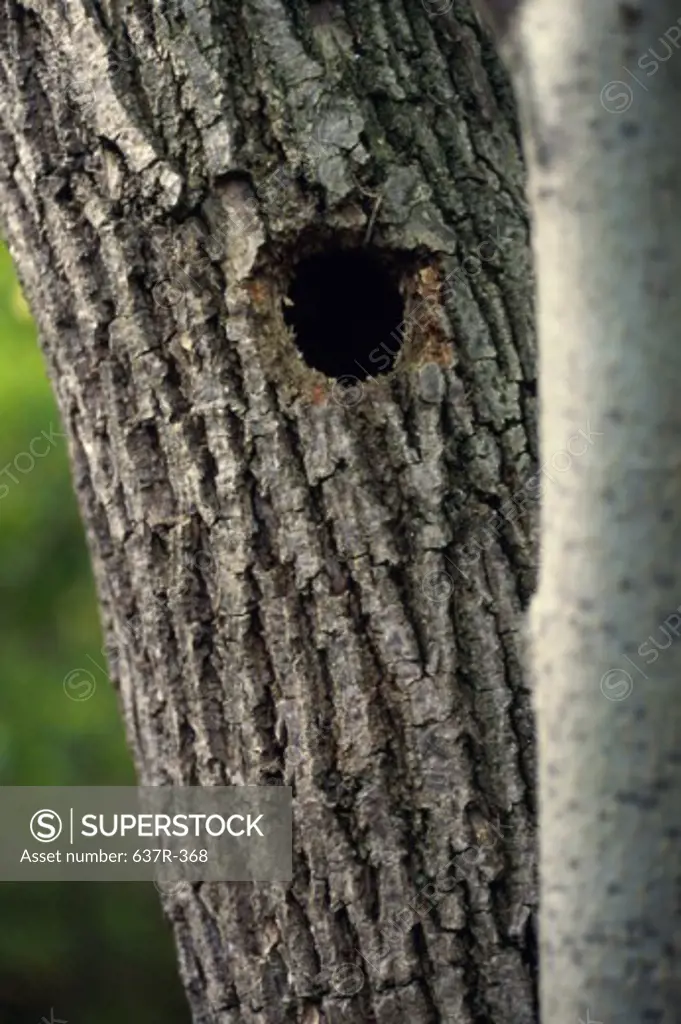 Hole in a tree trunk