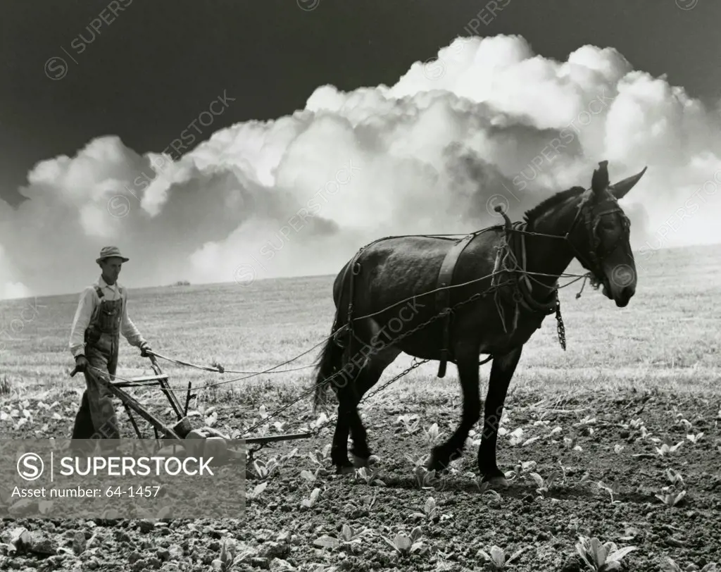 Farmer ploughing his field with a mule, 1974