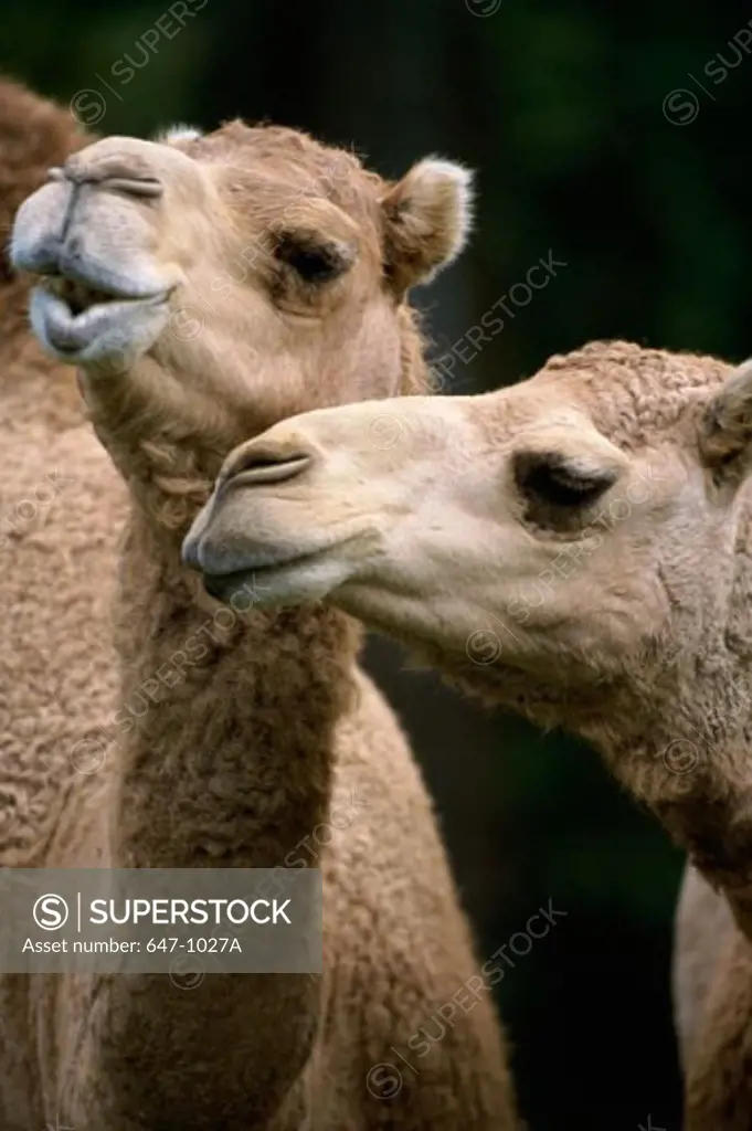 Close-up of Two Camels