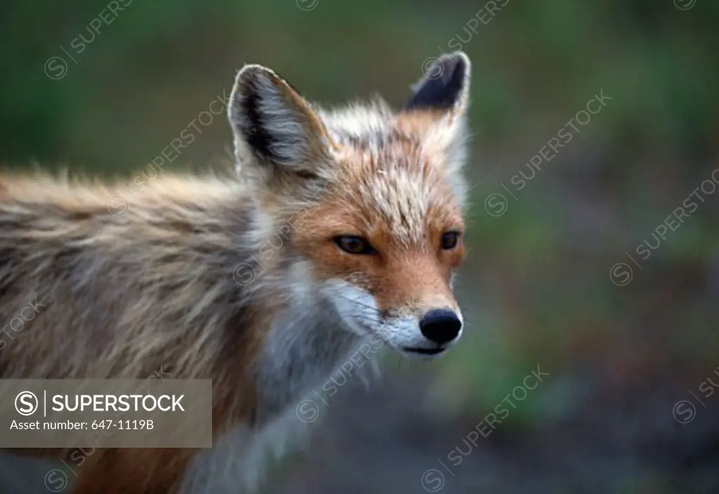 Close-up of a Red Fox (Vulpes vulpes)