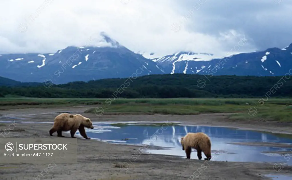USA,  Alaska,  Hallo Bay,  Brown Bears (Ursus arctos)