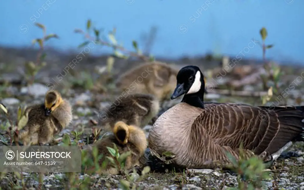 Family of Canada Geese (Branta canadensis)
