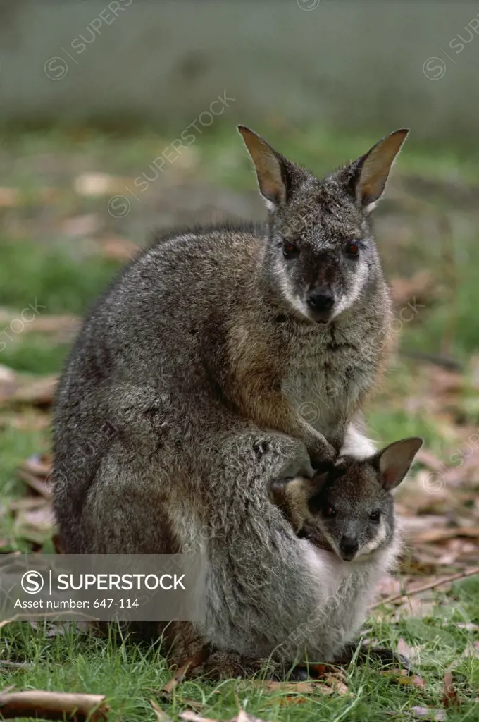 Wallabies Australia   