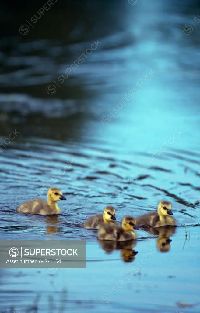 Canada goose (Branta canadensis) goslings in a pond