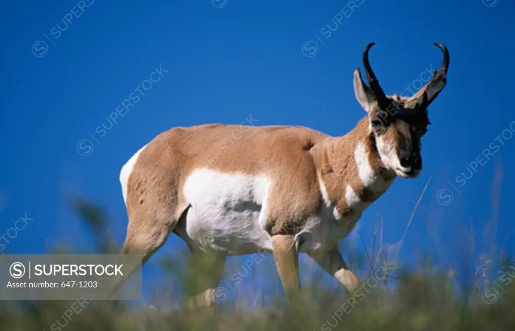 Pronghorn (Antilocapra americana) standing in a field