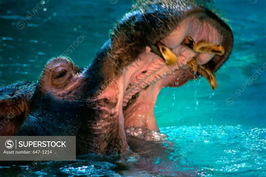 Close-up of a Hippopotamus in water
