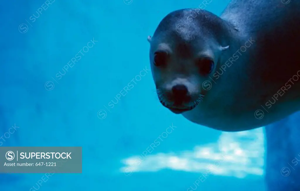 California Sea lion (Zalophus californianus) swimming underwater