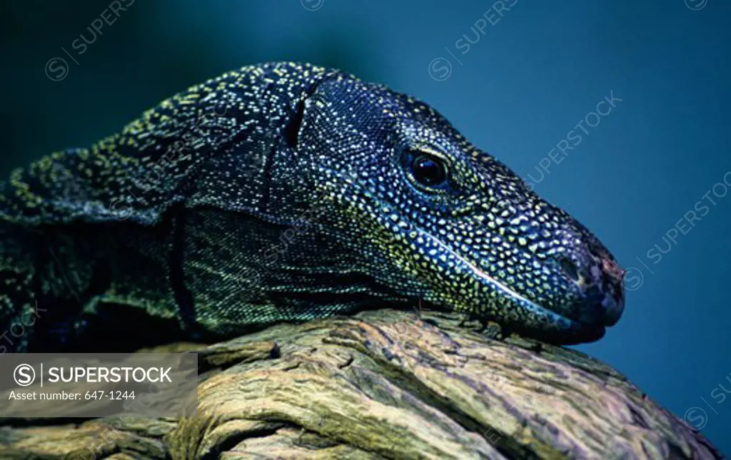 Close-up of a Crocodile Monitor(Varanus salvadorii)