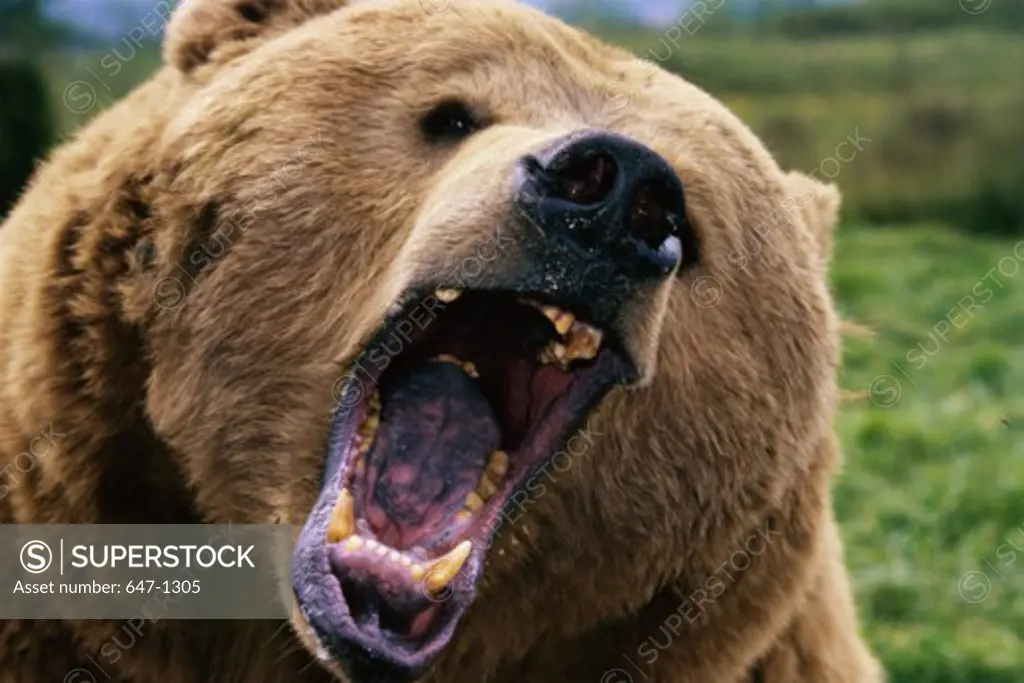 Close-up of a Brown Bear roaring ( Ursus arctos)