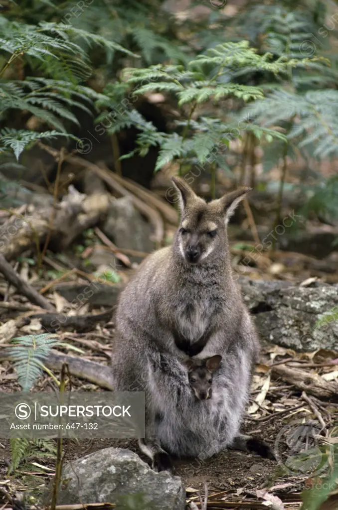 Bennett's Wallaby  Tasmania  Australia
