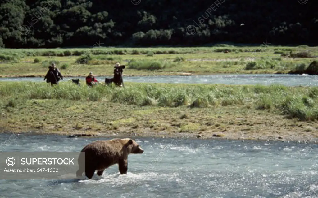 Brown Bear Katmai National Park Alaska USA