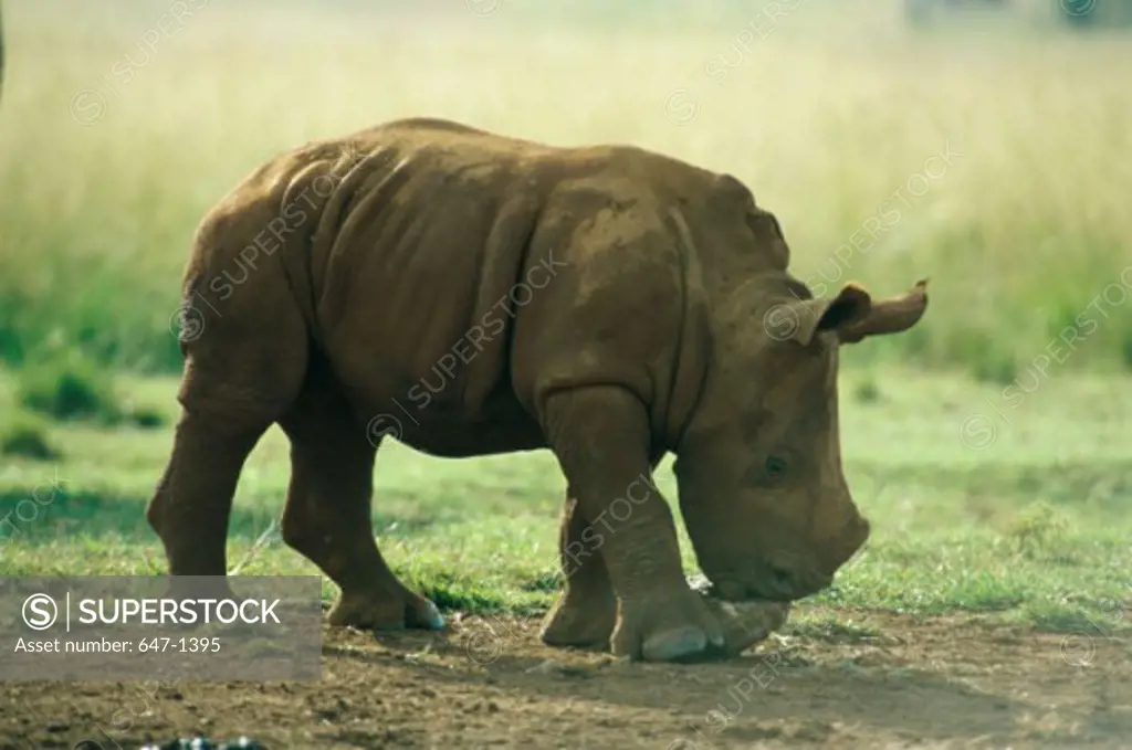 Side profile of a White Rhinoceros calf standing in a field, South Africa (Cerattherium simum)