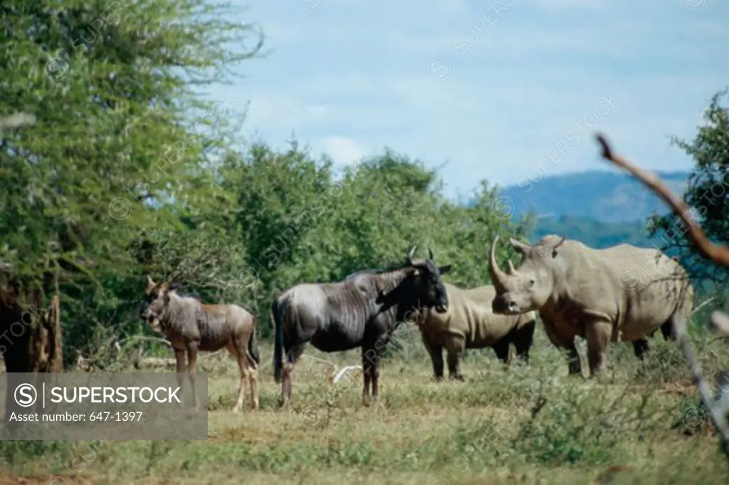 Wildebeests and rhinoceroses standing in a field, Hluhluwe National Park, South Africa