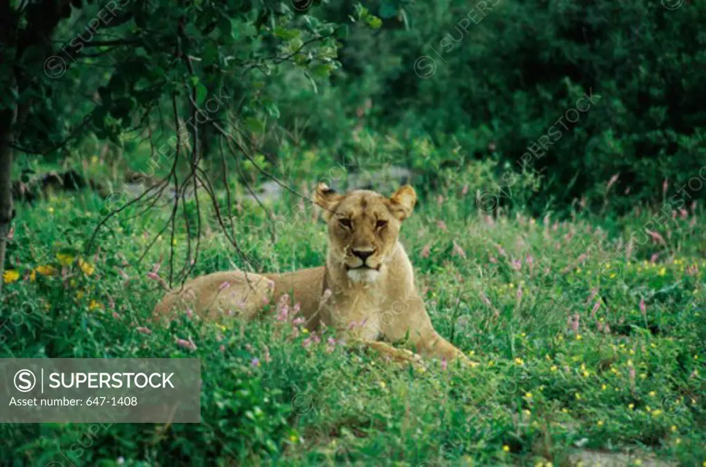 Lion sitting in the forest, Chobe National Park, Botswana (Panthera leo)