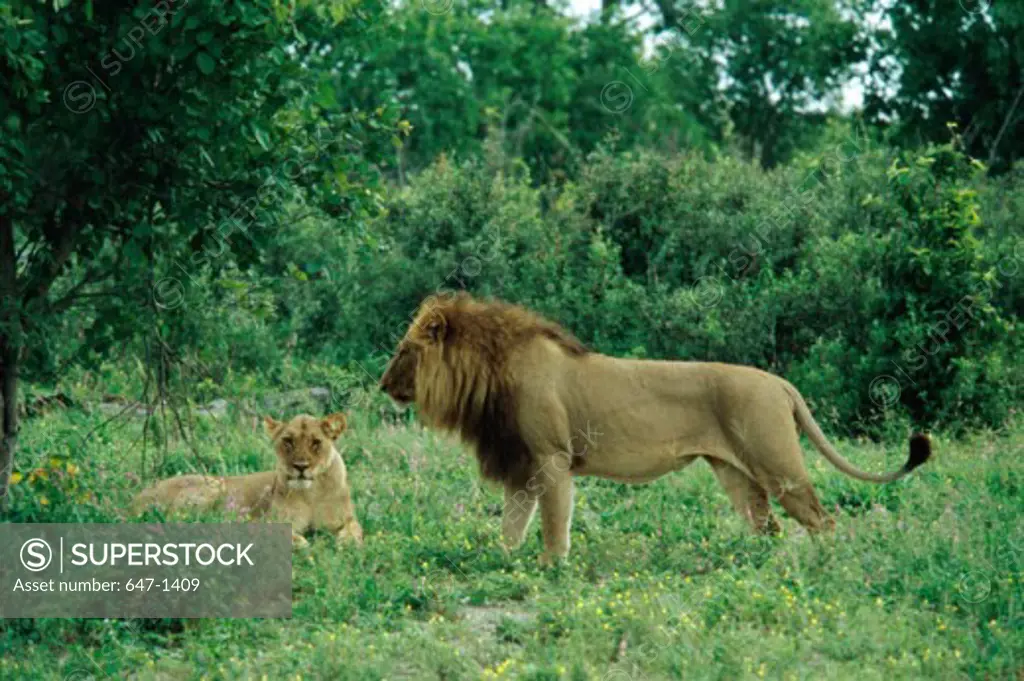 Lions (Panthera Leo) Chobe National Park, Botswana