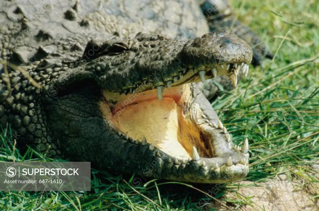 Nile Crocodile (Crocodylus Niloticus)