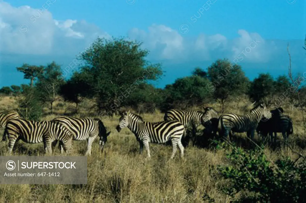 Zebras (Equus Burchelli) Kruger National Park, South Africa