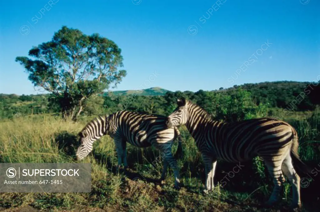Zebras (Equus Burchelli) Hluhluwe National Park, South Africa