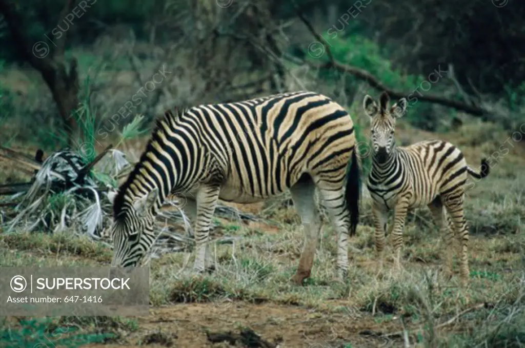 Zebras (Equus Burchelli)