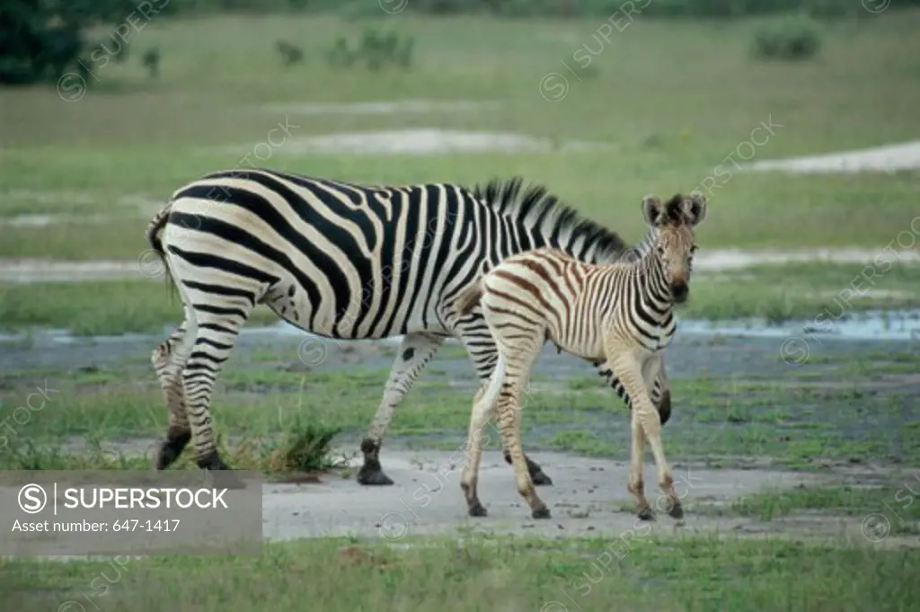 Zebras (Equus Burchelli) Botswana