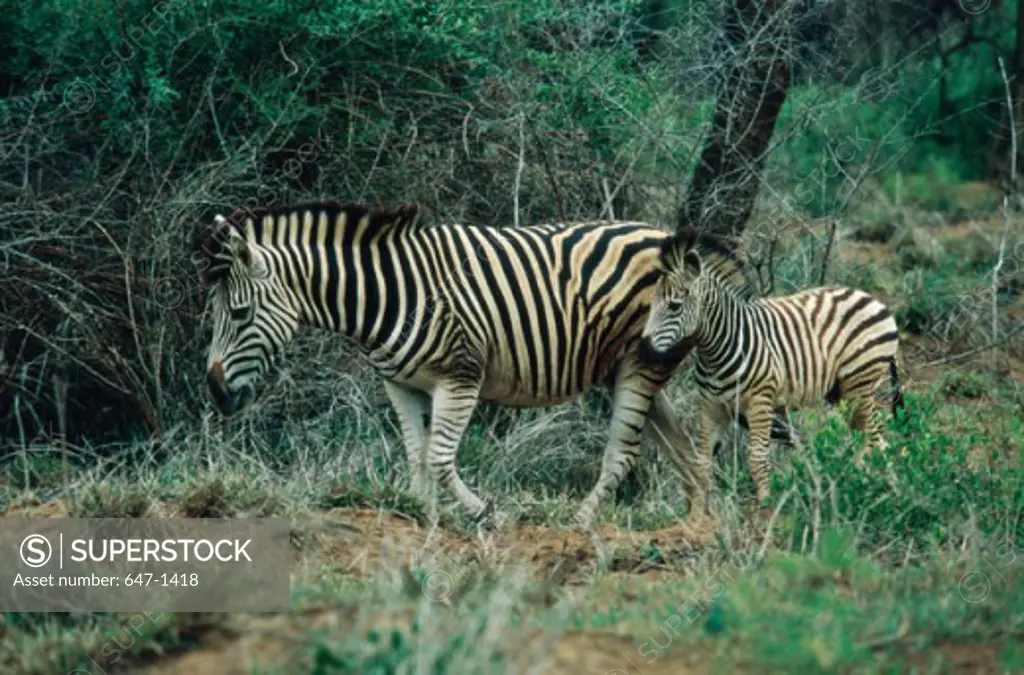 Zebras (Equus Burchelli)