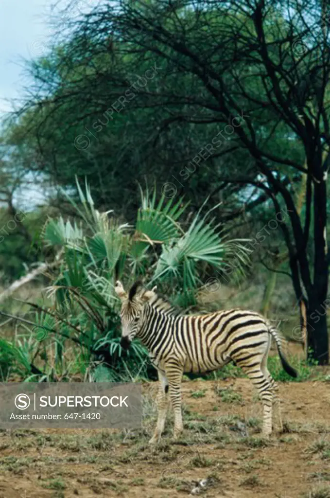 Zebra (Equus Burchelli)