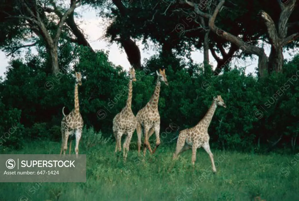 Giraffes (Giraffa Camelopardalis)