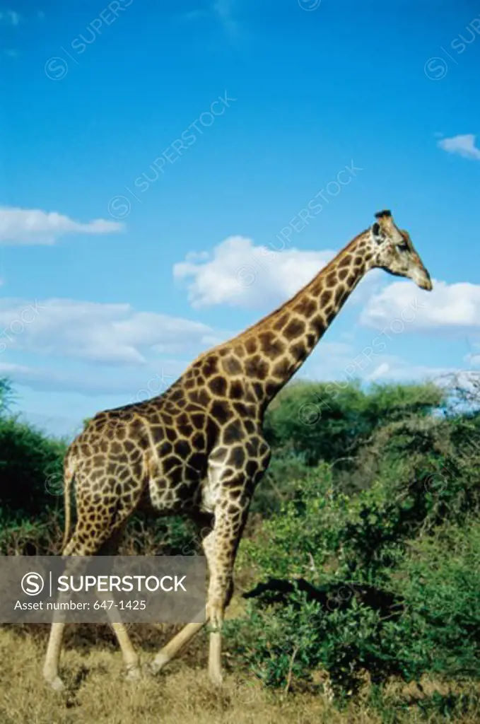 Giraffe (Giraffa Camelopardalis) Kruger National Park, South Africa
