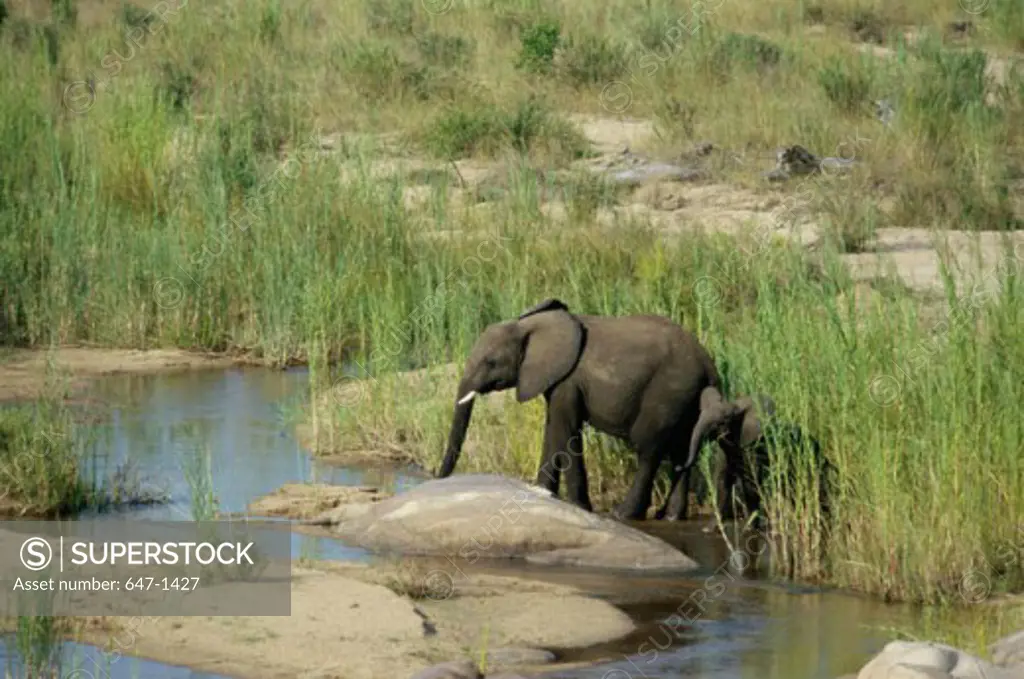 African Elephants (Loxodonta Africana) Kruger National Park, South Africa
