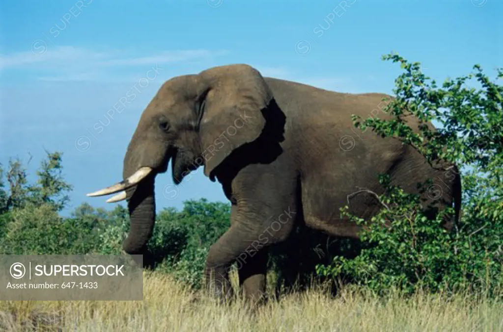 Side profile of an African Elephant walking in a field (Loxodonta africana)