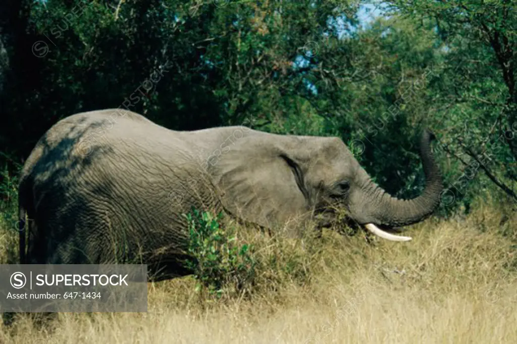 Side profile of an African Elephant standing in a forest, Hluhluwe National Park, South Africa (Loxodonta africana)