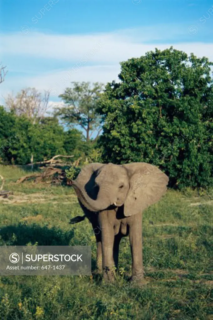African Elephant standing in a forest (Loxodonta africana)