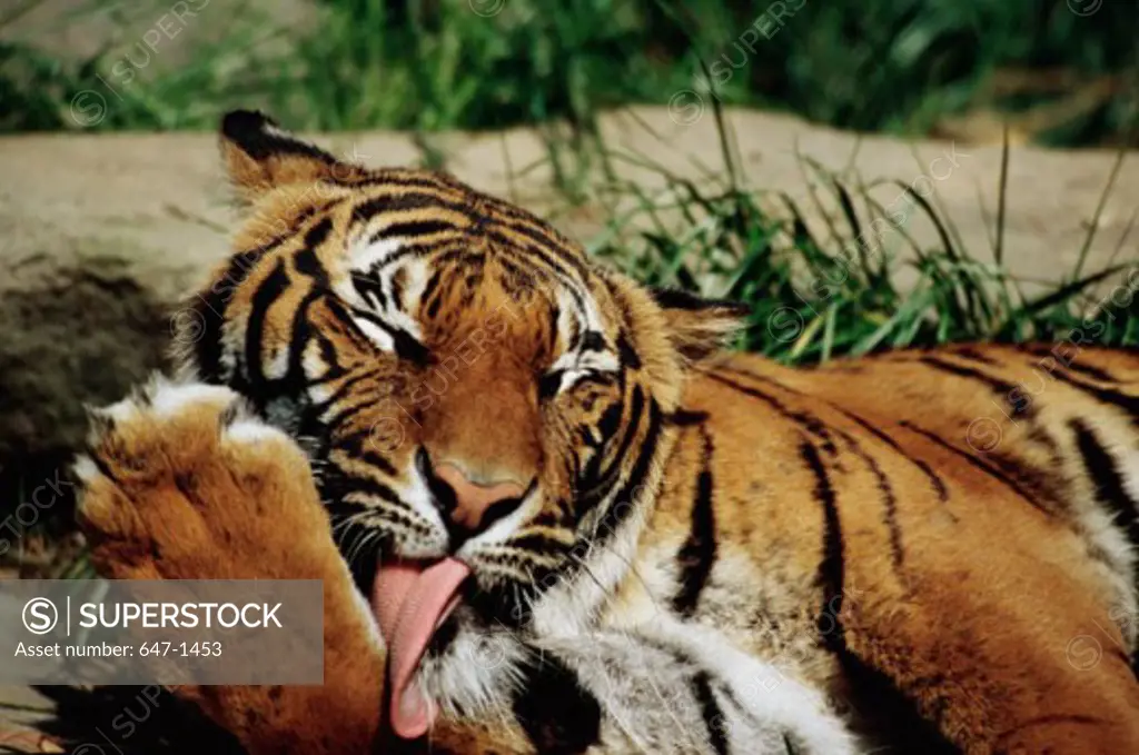 Indochinese Tiger (Panthera Tigris Corbetti)