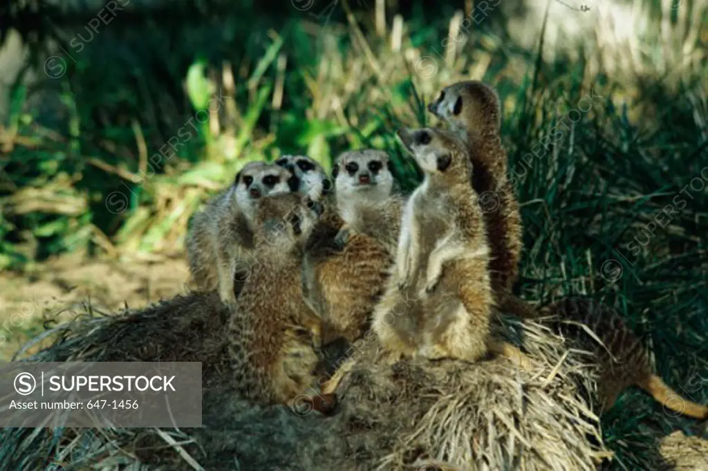 Meerkats (Suricata Suricatta)
