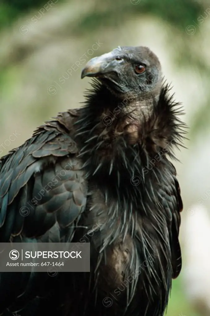 California Condor (Gymnogyps Californianus)