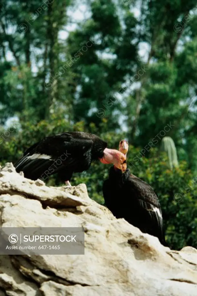 California Condors (Gymnogyps Californianus)