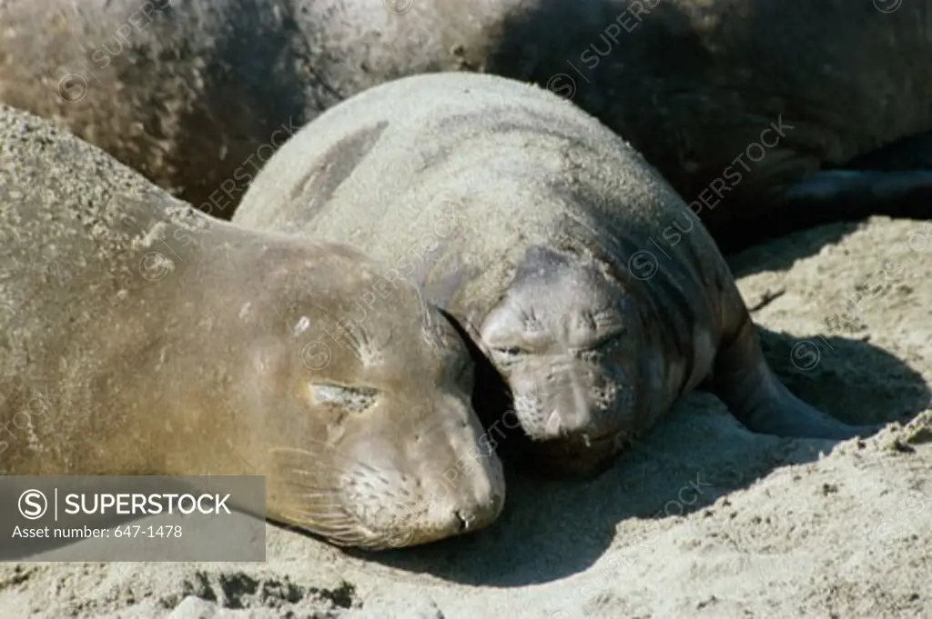 Close-up of two Elephant Seals resting on the sand (Mirounga angustirostris)