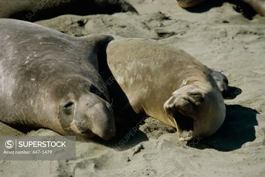 Two Elephant Seals resting on the sand (Mirounga angustirostris)