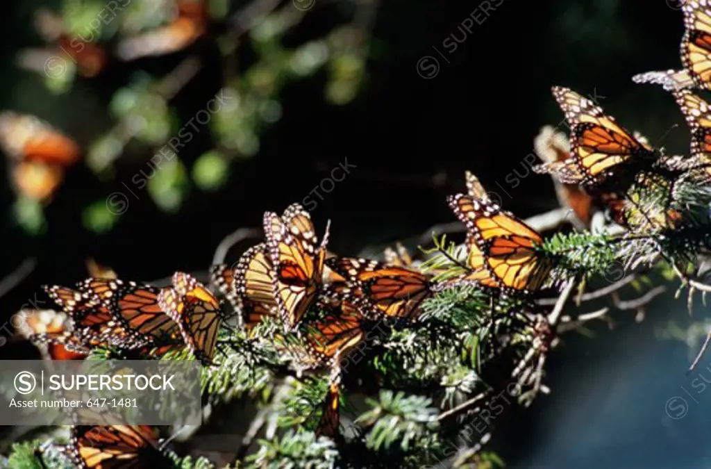 Monarch butterflies on a branch, El Rosario Butterfly Sanctuary, Angangueo, Mexico (Danaus plexippus)