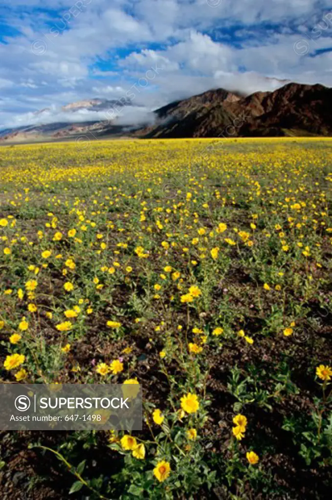 Panoramic view of Desert Sunflowers in a field, Death Valley National Park, California, USA (Geraea canescens)