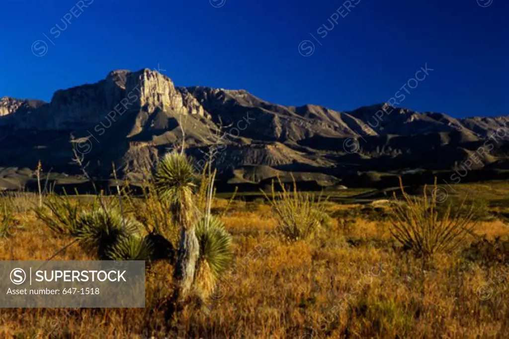 Tall grass on a landscape, Guadalupe Mountains National Park, Texas, USA
