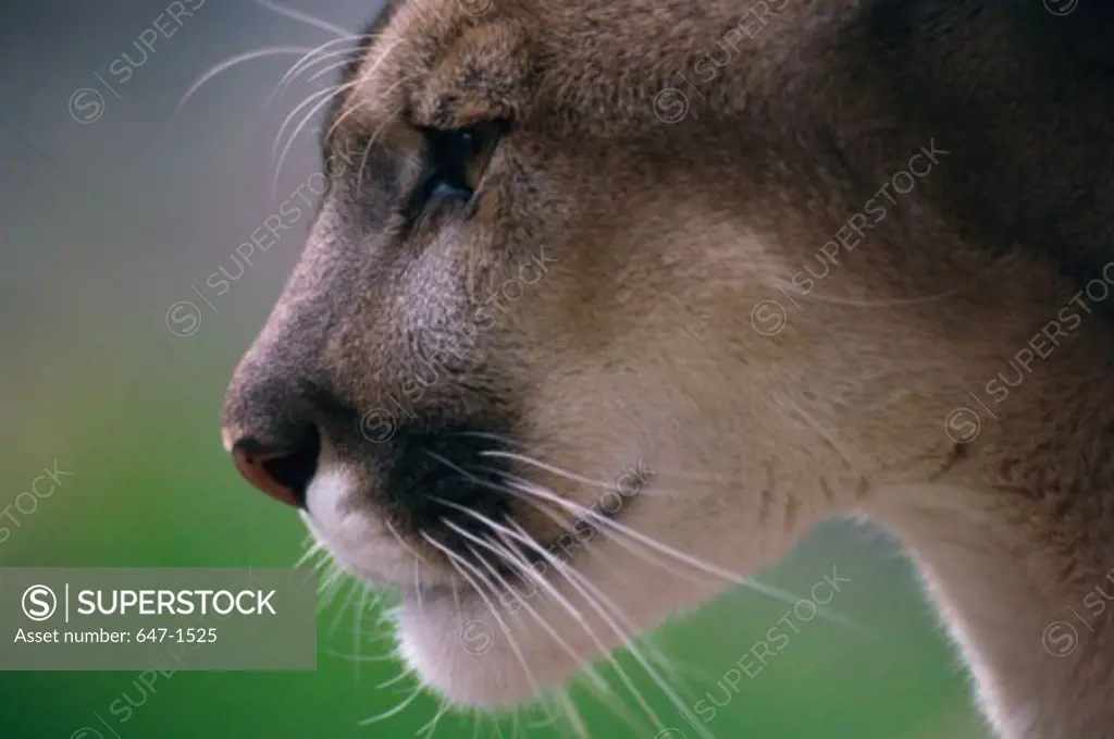 Close-up of a Mountain Lion (Felis concolor)