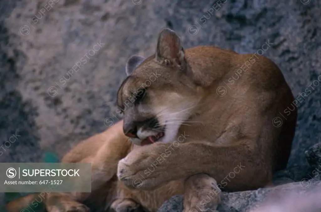 Close-up of a Mountain Lion licking its paw (Felis concolor)