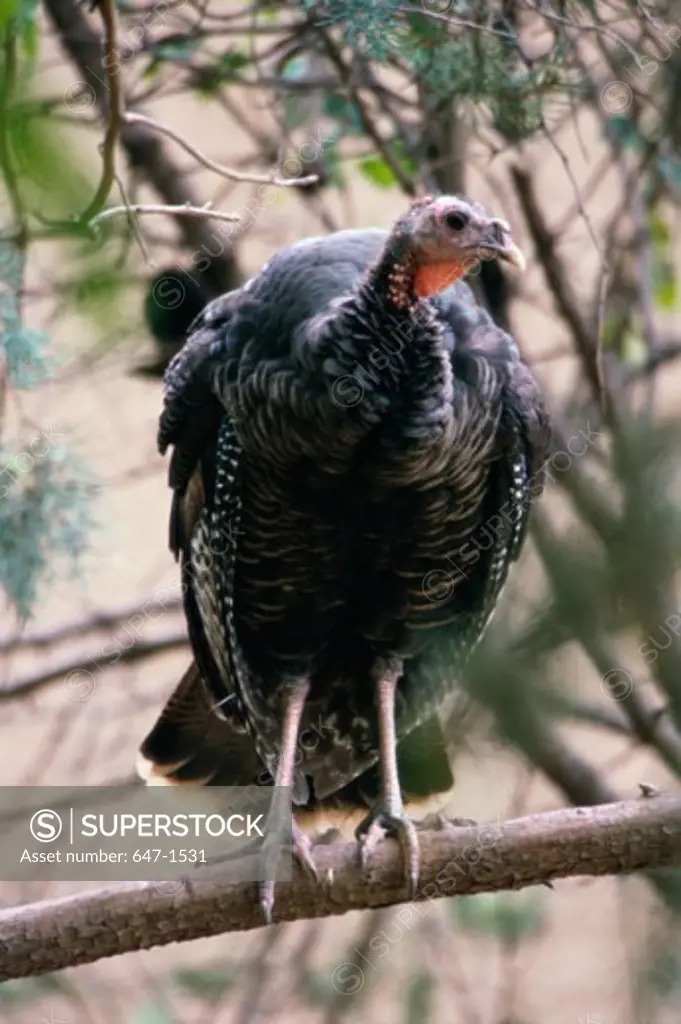 Close-up of a wild turkey perching on a branch (Meleagris gallopavo)