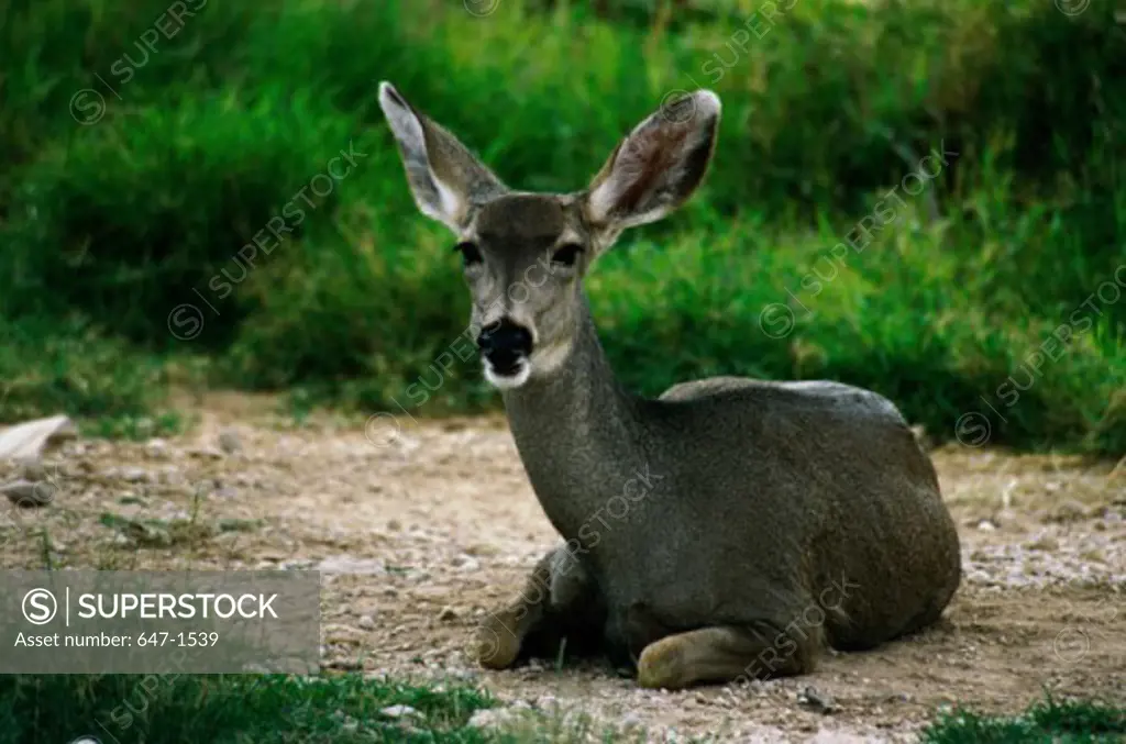 Portrait of a Mule Deer (Odocoileus hermionus)