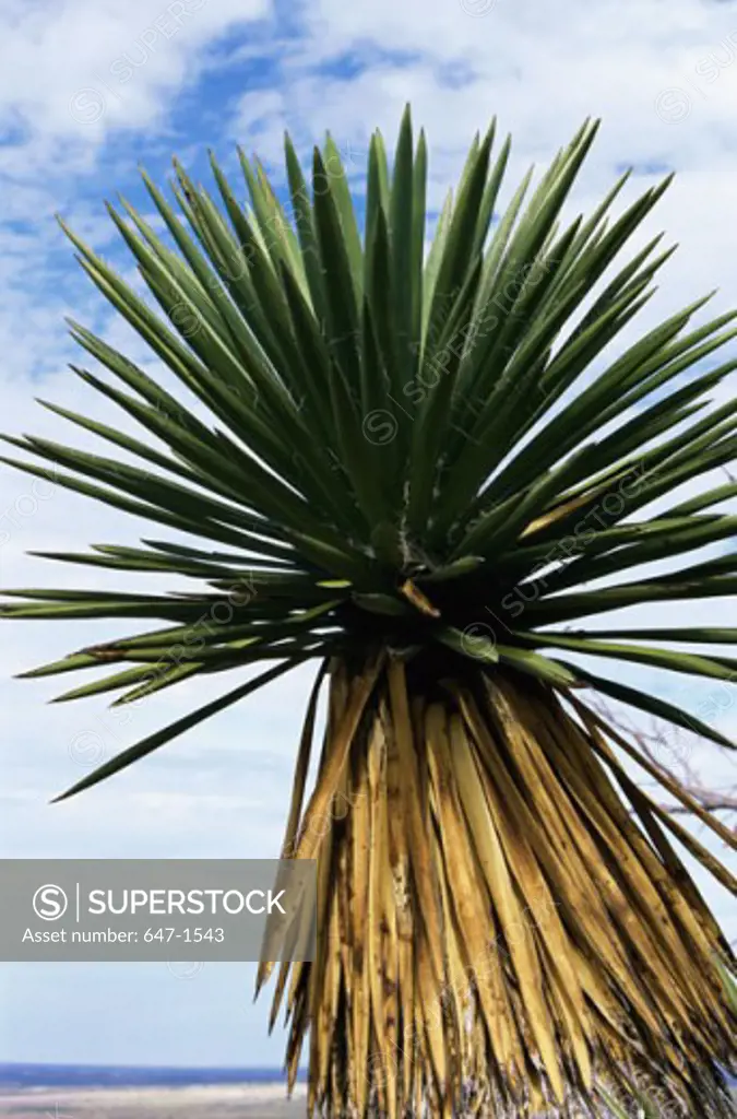 Low angle view of a Faxon Yucca (Yucca faxoniana)