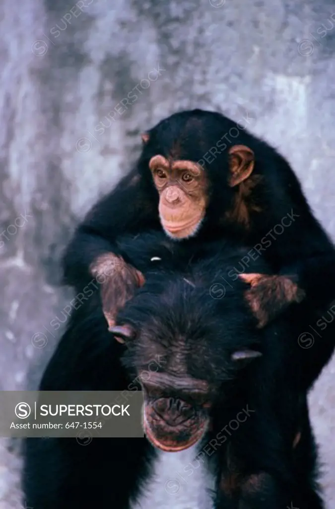 Close-up of a chimpanzee with its young