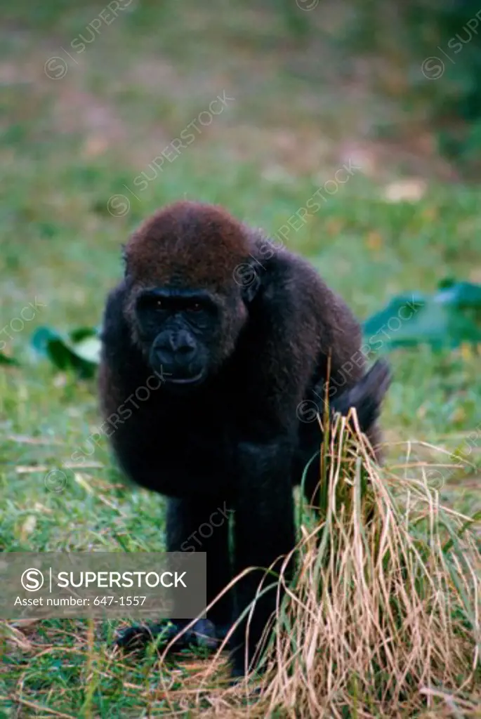 Western Lowland Gorilla standing in a field (Gorilla gorilla gorilla)