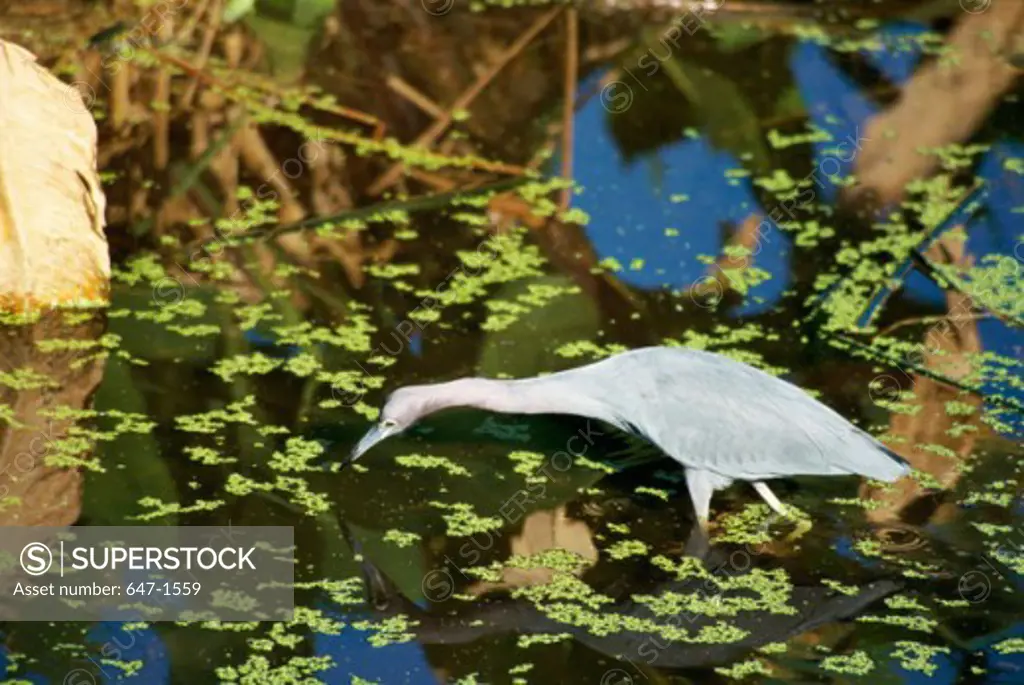 High angle view of a Little Blue Heron wading in water (Egretta caerulea)