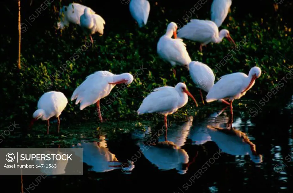 Reflection of a flock of White Ibis in water (Eudocimus albus)